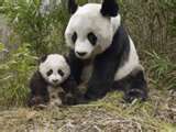 maman panda et bébé panda